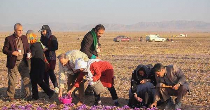 برداشت طلای سرخ از 28 هکتار مزارع زعفران شهرستان راور استان کرمان