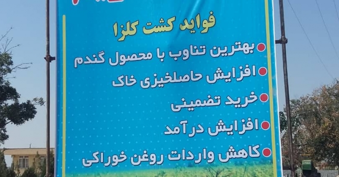 کشت کلزا در مرودشت  استان فارس از سال گذشته پیشی گرفت