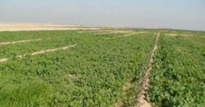 کاشت بذر سبزیجات برگی شهرستان بندر لنگه – استان هرمزگان
