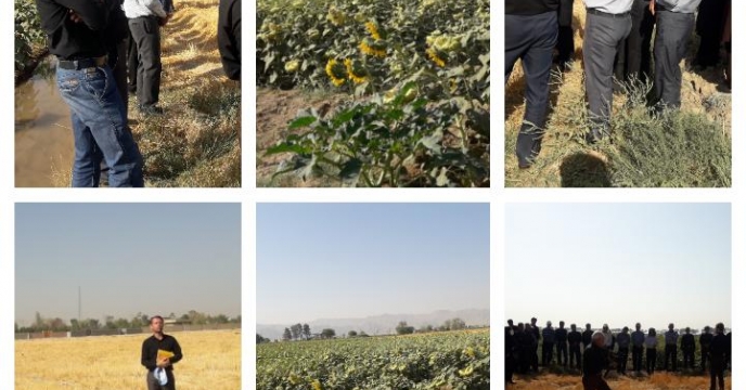 برگزاری روز مزرعه آفتابگردان در مرودشت استان فارس 