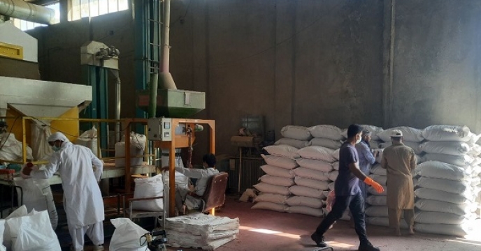 توزیع مقدار3 تن و400 کیلو بذر بوجاری شده از انبار ایرانشهر 