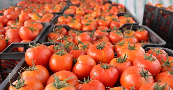  برداشت گوجه فرنگی در شهرستان رودان
