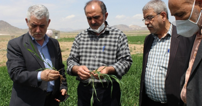 بازدید از طرح پایلوت تغذیه گیاهی گندم در شهرستان مرند استان آذربایجان شرقی