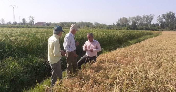 بازدید رئیس اداره بذر و نماینده موسسه ثبت گواهی بذر و نهال از اراضی پیمانکار تولید بذر برنج