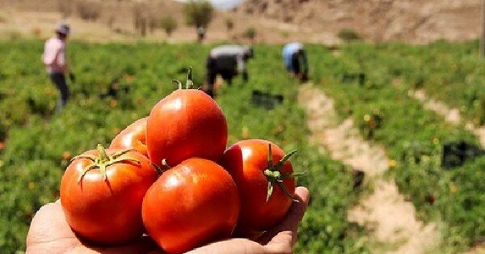 توزیع بیش از ۴۰ تن نهاده کشاورزی برای مزارع گوجه‌فرنگی در استان قزوین