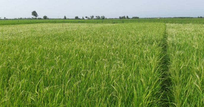 ظهور خوشه برنج در شهرستان آبکنار انزلی در مزارع تکثیر بذر