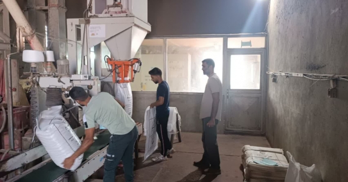 بوجاری ، ضدعفونی، کیسه گیری و پارت چینی بیش از1744 تن بذر گندم