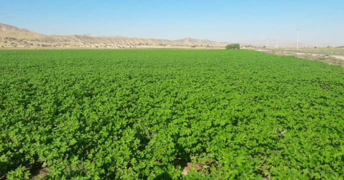 پیش بینی برداشت یکصد تن پنبه از مزارع منطقه قیر کارزین فارس 