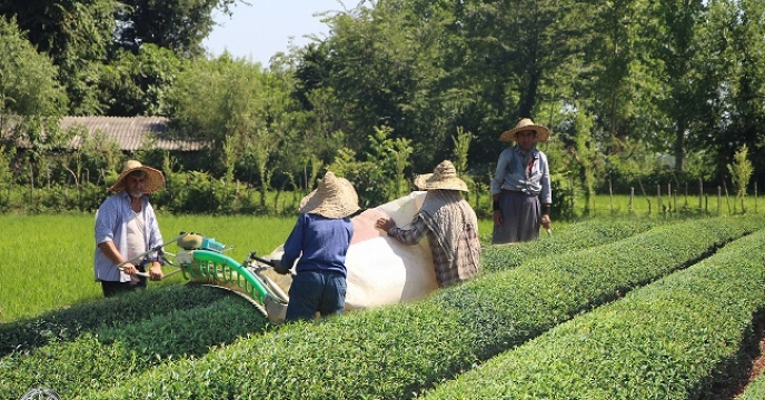 در پی بارش های تابستانه تامین  15 تن کود کشاورزی اوره به بخش چای در شهرستان املش