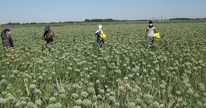 برداشت بذر پیاز مرغوب برای نخستین بار از مزارع استان 