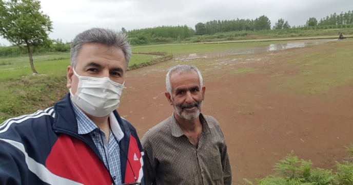 بازدید کارشناس بذر و نهال از اراضی پیمانکارتولید بذر شرکت خدمات حمایتی کشاورزی استان گیلان