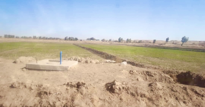 بازدید مدیر فنی و بهبود کیفیت بذر ونهال از مزارع گندم  استان سیستان و بلوچستان 