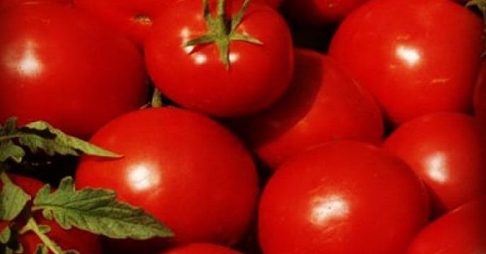 توزیع بذر گوجه فرنگی یارانه دار بین کشاورزان بستکی