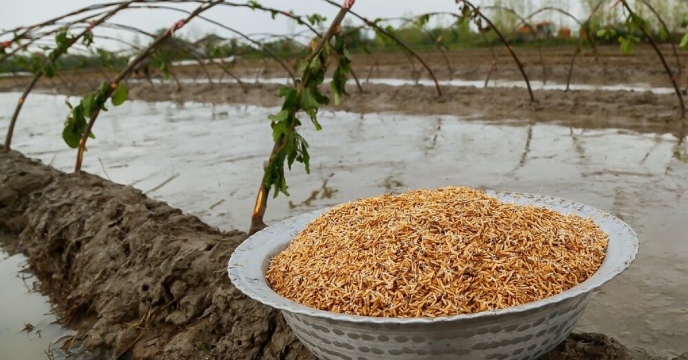 تدارک بذور برنج در استان گیلان