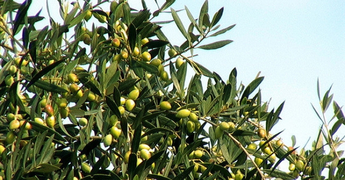 تامین بیش از 780 تن کود کشاورزی به باغداران زیتون استان قزوین توسط شرکت خدمات حمایتی کشاورزی استان 