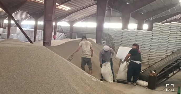 تامین مقدار شش هزار  و129 تن انواع کود فسفاته در هشت ماهه  سال جاری