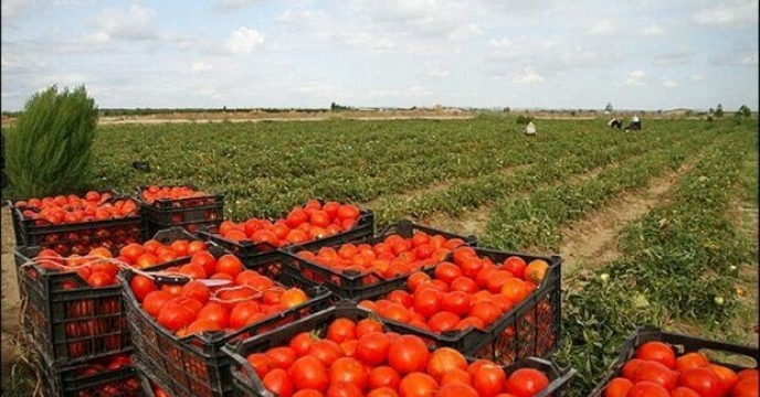 کشت 6000 هکتار گوجه فرنگی در اراضی استان قزوین