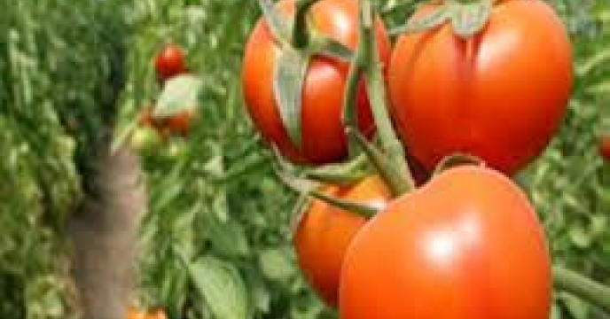 تأمین کود کشاورزی 6054 هکتار از مزارع گوجه فرنگی در استان قزوین