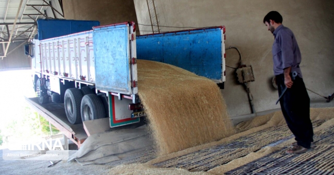 برداشت بیش از 614 هزار تن گندم تا بحال از مزارع گندم استان کردستان