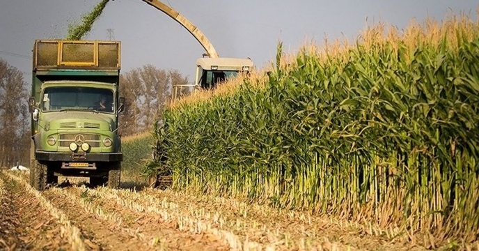 تأمین هدفمند تغذیه برای ذرت علوفه‌ای قم و جعفرآباد؛ مجموع ۷۹۰ تن انواع کود یارانه‌ای