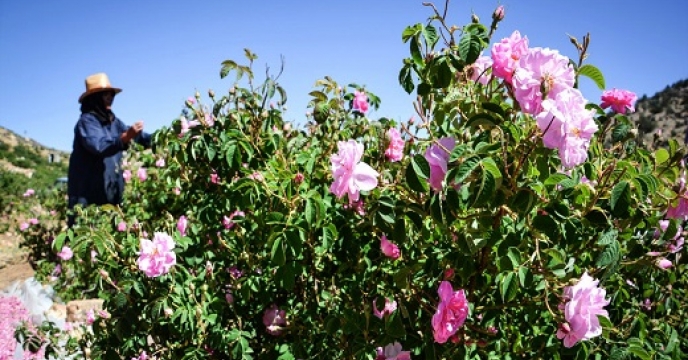 توزیع انواع کودهای یارانه ای در راستای حمایت از بخش باغبانی استان قم