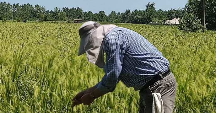 بازدید کارشناس ناظر شرکت از مزارع پیمانکار تکثیر بذر