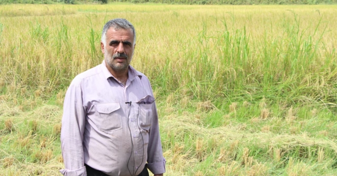 در دومین روز از هفته دولت نشست مدیر شرکت خدمات حمایتی کشاورزی استان گیلان با پیمانکار تولید بذر استان