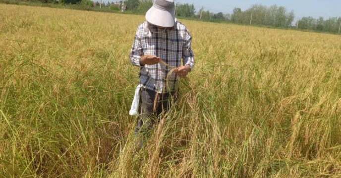 بازدید کارشناس تولید بذر از اراضی پیمانکار تولید بذر برنج