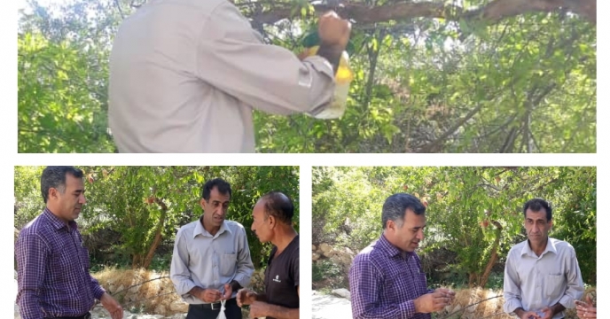 ردپای مگس میوه مدیترانه ای در شهرستان ممسنی استان فارس 