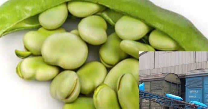  توزیع مقدار 35 تن کود کشاورزی یارتنه ای برای تقویت مزارع باقلا استان گلستان در آبان ماه سال جاری