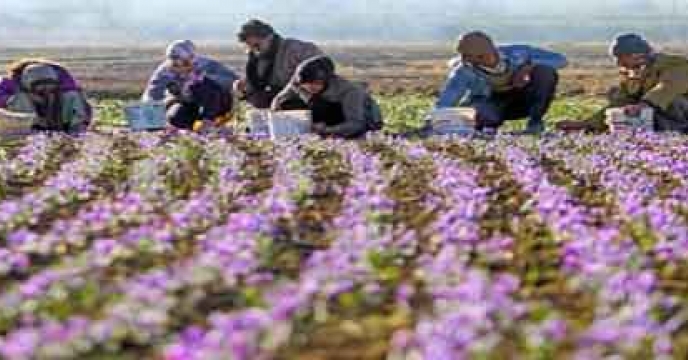 افزایش تولید زعفران در استان اصفهان
