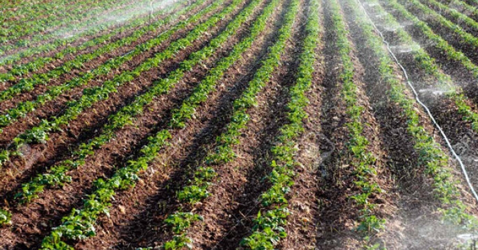 پروژه های سامانه گرمسیری جهاد کشاورزی ایلام ۹۵ درصد پیشرفت دارد