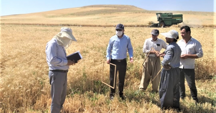 بازدید رئیس اداره تولید بذر استان از طرح پایلوت تغذیه گیاهی در شهرستان بوکان