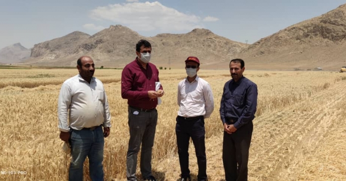 بازدید مدیر فنی و بهبود کیفیت بذر ونهال از مزارع بذر گندم استان چهارمحال و بختیاری