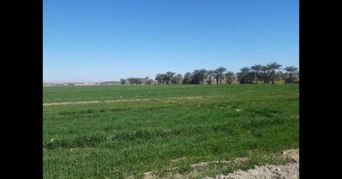 بازدید مدیر فنی و بهبود کیفیت بذر ونهال از مزارع گندم  ایرانشهر  استان سیستان و بلوچستان 