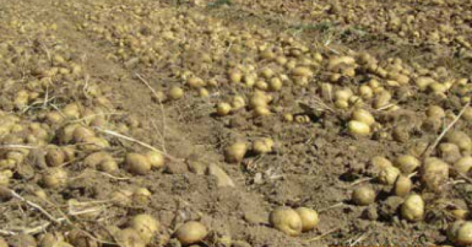 برداشت سیب زمینی در بوانات استان فارس  