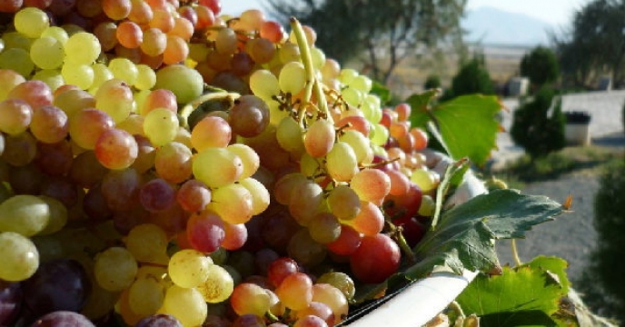 ۴۵۰ تن انواع انگور در ایلام برداشت می شود