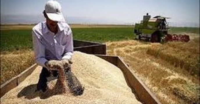 خرید ۸۰۰ هزار تن گندم در گلستان / افزایش ۳۰۰ هزارتنی تحویل گندم به مراکز خرید