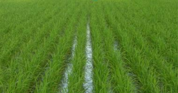 بارش باران و خسارت به برنج در مناطق مختلف گیلان
