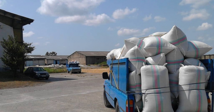 آمارخرید بذر برنج از پیمانکاران طرف قرارداد با شرکت خدمات حمایتی کشاورزی گیلان