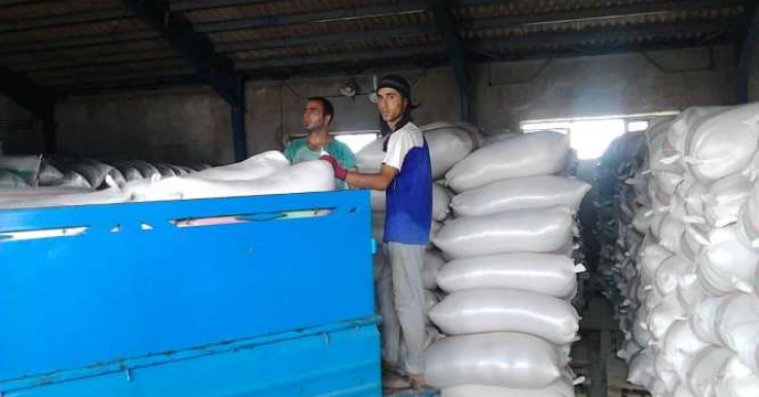 ادامه روند خرید بذر گواهی شده برنج در استان گیلان