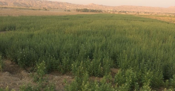 بازدید از مزارع کنجد شهرستان دشتستان