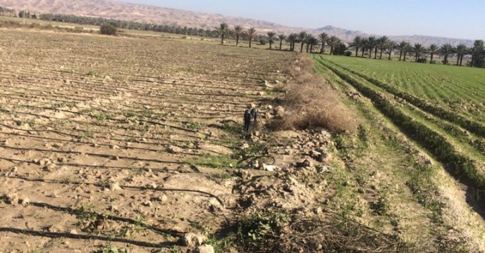بازدید مدیر شرکت خدمات حمایتی کشاورزی استان بوشهر از مزارع  گندم دشت بوشکان