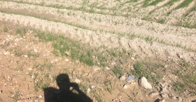 بازدید مدیر شرکت خدمات حمایتی کشاورزی استان بوشهر از مزارع  گندم شهرستان دشتستان