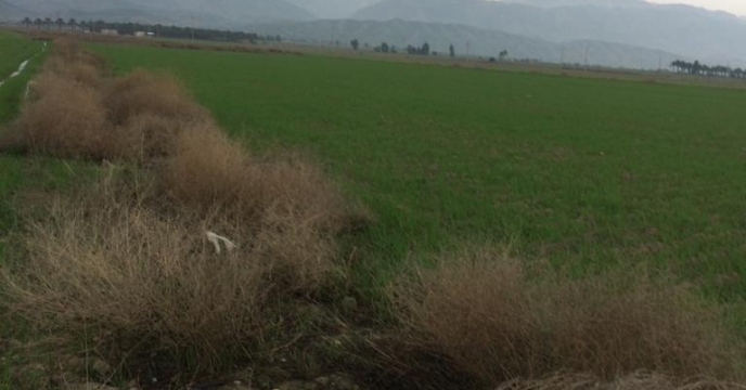 بازدید و سرکشی از مزارع گندم شهرستان دشتستان