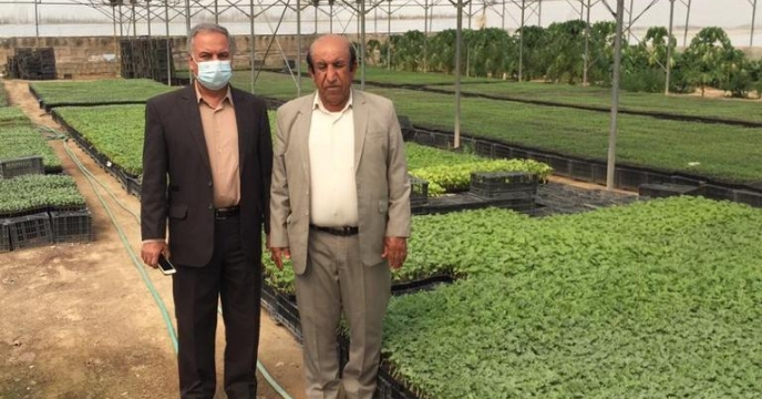 بازدید مدیر شرکت خدمات حمایتی کشاورزی استان بوشهر از گلخانه تولید نشاء در بخش ارم و بوشکان