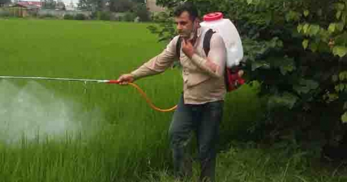 مبارزه شیمیایی  با کرم سبز برگخوار برنج در مزارع تولید بذر گیلان