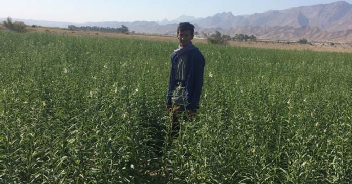  بازدید از مزارع کنجد شهرستان دشتستان