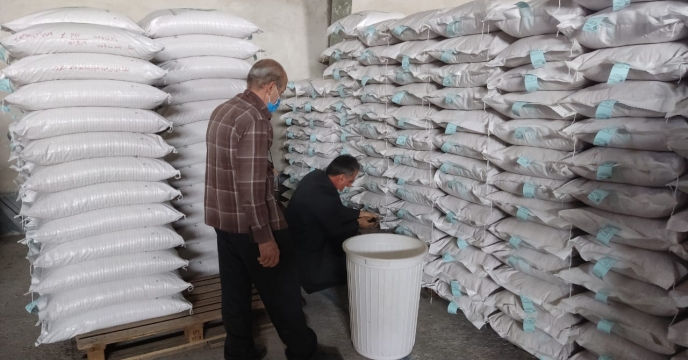 نمونه برداری از بذرهای  پروسس شده برنج رقم خزر در سایت بذر برنج استان گیلان
