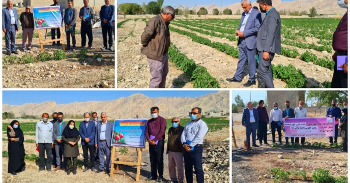 برگزاری جلسه آموزشی مدیریت کنترل آفات گوجه فرنگی در شهرستان کنگان